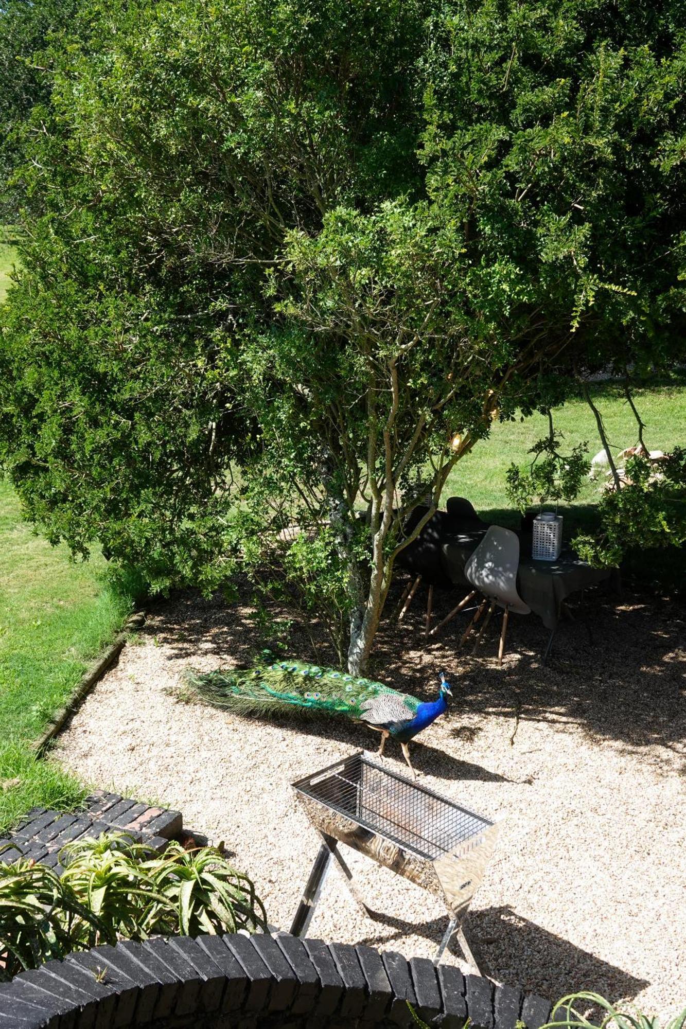 Soutelande Country Stay - Close To 1#Beach In Pe Port Elizabeth Exterior photo